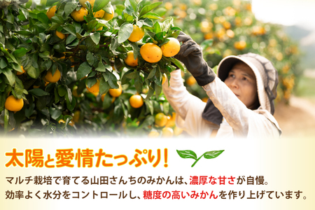 【期間限定発送】 みかん 温州みかん 10kg