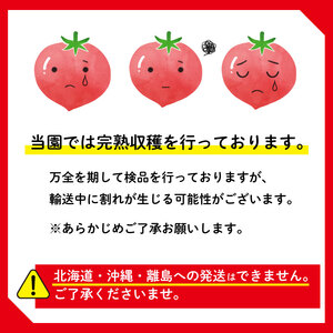 【先行予約】アイコ ミニトマト 2.1kg トマト 牧之原 静岡県 松下農園