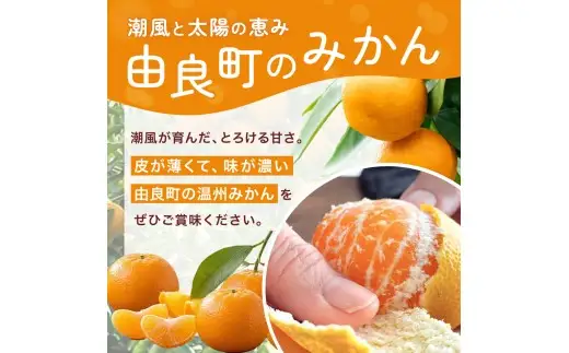 訳あり 温州みかん 10kg (サイズおまかせ) ※2026年12月中旬～2027年1月下旬に順次発送予定 ※北海道・沖縄・離島配送不可 / ミカン 蜜柑 フルーツ 果物 柑橘 果実 由良町 家庭用 国産 産地直送 和歌山県【eiw004-c-10】