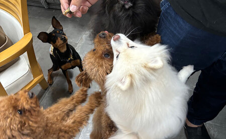 【2026年8月上旬より順次発送】愛犬と絆を深めるごほうびトリーツ「Dryeel 70g×3袋」おやつ うなぎ 静岡県 浜松市 