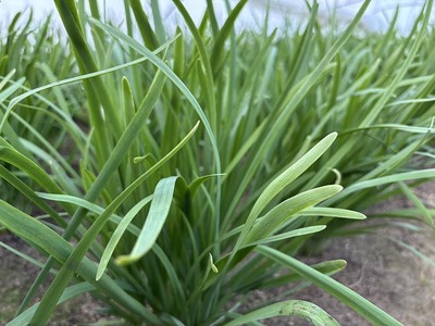 栃木県産こだわりニラ100g×20束 ｜ さくら市 にら 韮 野菜 国産