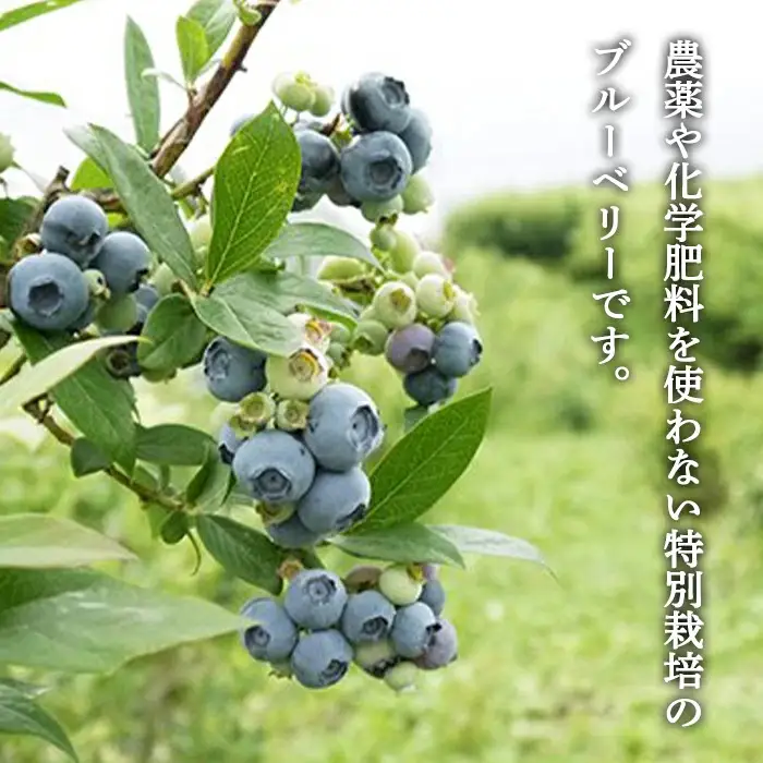 朝採り 生ブルーベリー サイズ・品種 混合 約1kg（小～大） 【川守田観光さくらんぼ園】 F21U-169