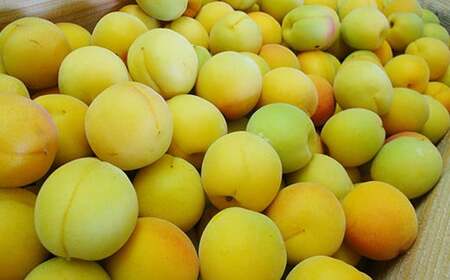 青森県南部町の伝統の漬物 フルーツ 「杏」 のしそ漬け 善八【八助しそ漬け】約240g×3袋 【アグリーデザイン】 うめ あんず アプリコット 杏子 しそ漬け 漬物  保存食 おにぎり お弁当 お茶漬け ご飯のお供 梅干 加工品 食品 F21U-157