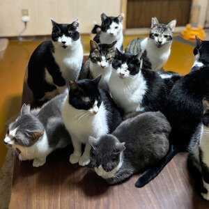 のらねこゼロプロジェクト 一口 1,000円（300円分）返礼品なし【のらねこゼロプロジェクト】【R01382】