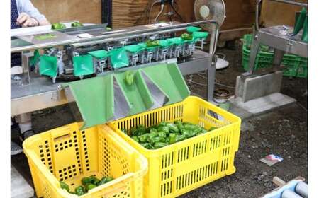 訳ありピーマン 5kg 野菜 大容量 ピーマン