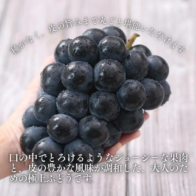 MS33 ぶどう ナガノパープル （長野県産秀品） 約2kg / 2026年8月下旬～10月上旬頃 配送予定 // 種なし 皮ごと 葡萄 ブドウ ぶどう ナガノ パープル 南信州 長野県 オリジナル品種 稀少