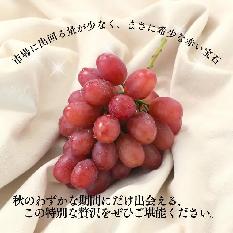 MS34 ぶどう クイーンルージュ®（長野県産秀品） 約1kg / 2026年10月中旬～11月上旬頃 配送予定 // 稀少 新品種 長野県 南信州 高糖度 葡萄 ブドウ 甘い 種なし 皮ごと