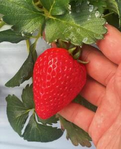 【数量限定】完熟古都華 の 冷凍いちご（古都華） 奈良ブランド苺 イチゴ フルーツ 果物 国産 冷凍 人気 かき氷 フローズン スムージー ジャム アレンジ スイーツ 『6FARM』  10-212