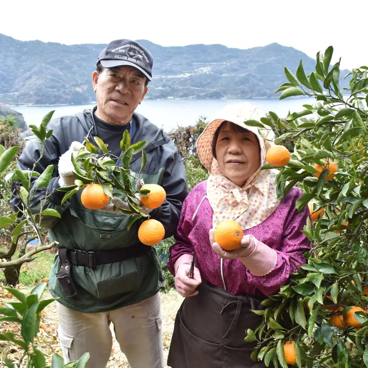 【先行予約】【家庭用】愛果28号 約5kg ※離島への配送不可（2026年12月中旬より順次発送） IKTAB002
