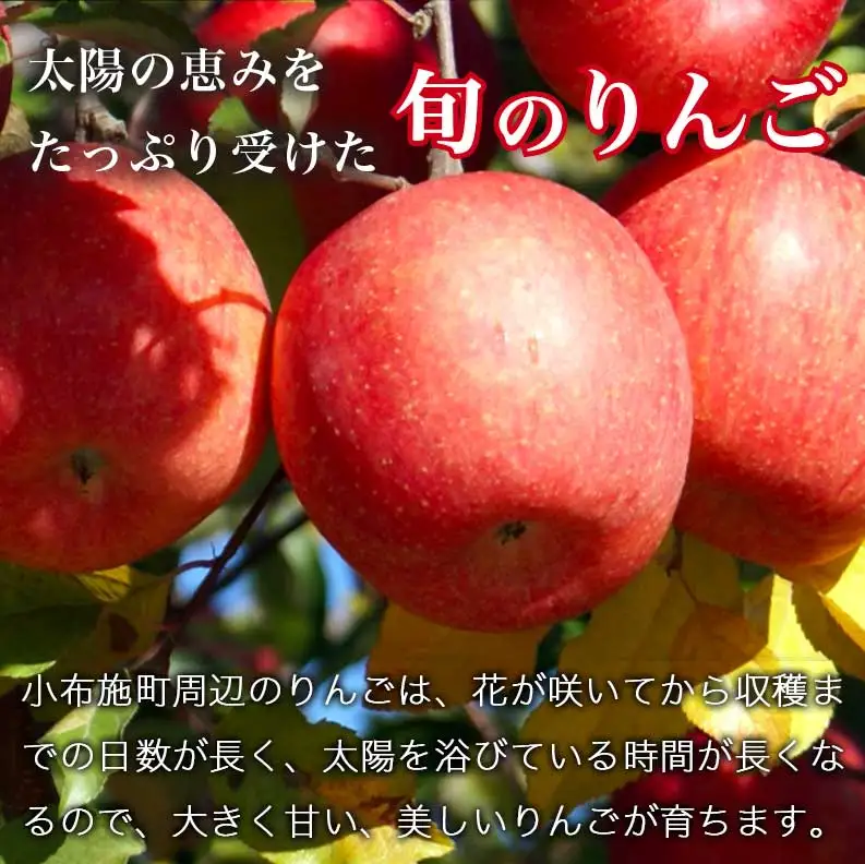 先行受付 シャインマスカット1房とりんご2玉 約1.3kg　詰め合わせ ［小布施屋］令和8年産 【2026年9月下旬頃～11月上旬頃まで順次発送】 ［A-307］