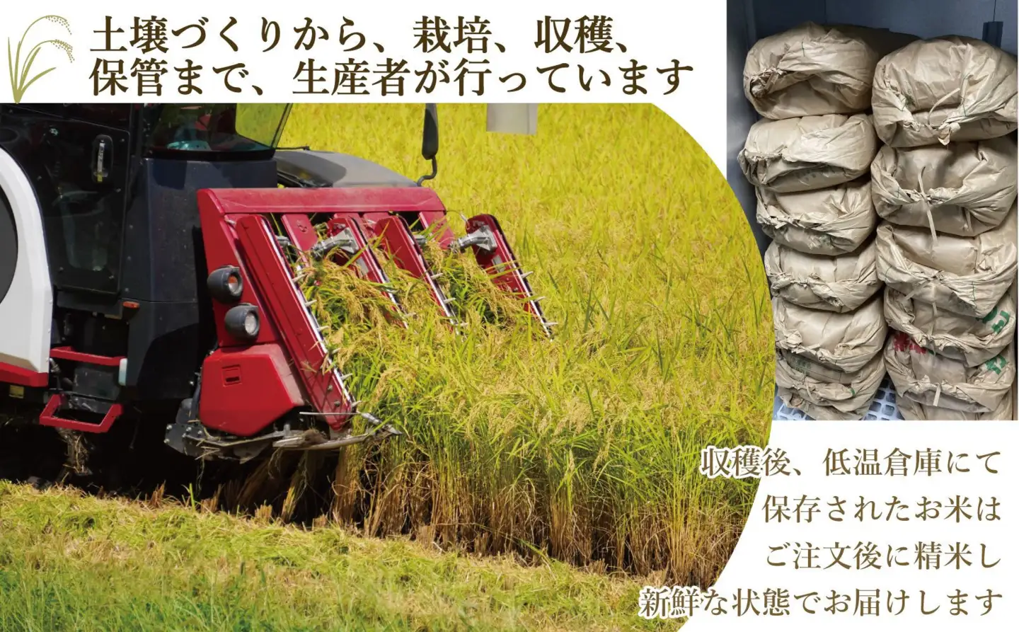 【先行予約】【2026年11月より順次発送】《令和8年産》 福岡県大川市産 米 「 元気つくし 」 5kg×3個 計15kg | お米 米 こめ 精米 白米 ライス ブランド米 ごはん ご飯