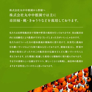 市田柿 贈答用 500g 【2026年1月上旬～発送】