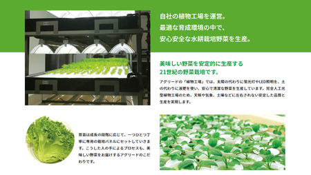 サラダミックス 【 お試し 月1回 】＼ デリサラダ ／ Deli Salad ★ ドレッシング or ジャム付き セット サラダ ミックス 1kg | アグリード お手軽 ミックス野菜 西洋ハーブ 個別包装 新鮮 おいしい 美しい野菜 水耕栽培 安定の品質 健康 千葉県 君津市 きみつ