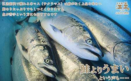 船上活〆北海道日本海産 本マス〈サクラマス〉切り身（生・無塩）7切れ　加熱調理用　小分けの食べ切りサイズ個包装　ふんわり食感　癖のない上品な旨みと脂のり　「鮭より美味い」という評判も　神経締め　活締め　桜鱒　サーモン