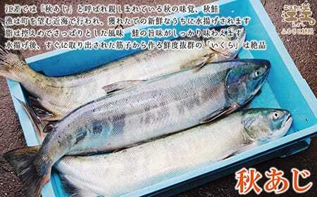 船上活〆・神経〆北海道江差産 天然秋鮭の新鮮塩鮭&極上いくら醤油漬け セット　切り身3切れ個包装　いくら100g　国産　手作り　いくら　秋あじ　鮭　さけ　サーモン　新物