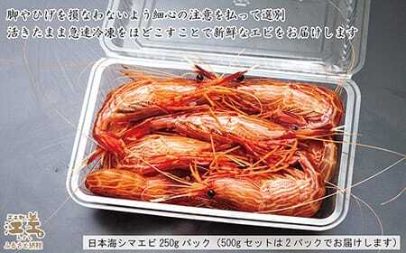 【！！先行予約！！＼12月中旬以降、順次出荷予定／】北海道産 違いが分かる天然日本海シマエビ 大サイズ 500g　色鮮やかで香りよし 濃厚な甘み 食べれば分かる格別の味！　国産　江差近海産　天然もの　エビかご漁師直送　最良品厳選　生食可　お刺身　天ぷら　エビフライ　海老