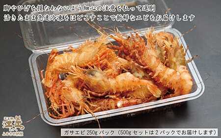【！！先行予約！！＼12月中旬以降、順次出荷予定／】北海道産 「幻のえび」希少な天然ガサエビ 500g　引き締まった身肉と飽きのこない旨味 濃いエビの味が楽しめます！　国産　江差近海産　天然もの　エビかご漁師直送　最良品厳選　生食可　お刺身　天ぷら　エビフライ　海老 