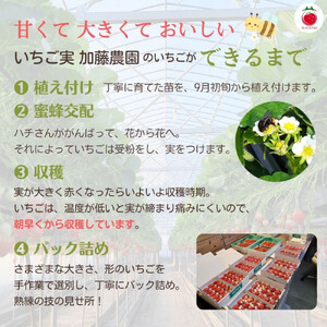 【2026年内お届け！！贈答用】 静岡県産いちご 紅ほっぺ 500g×2パック（1パック12～15粒） 冷蔵配送【配送不可：北海道・沖縄・離島】 苺 フルーツ◇