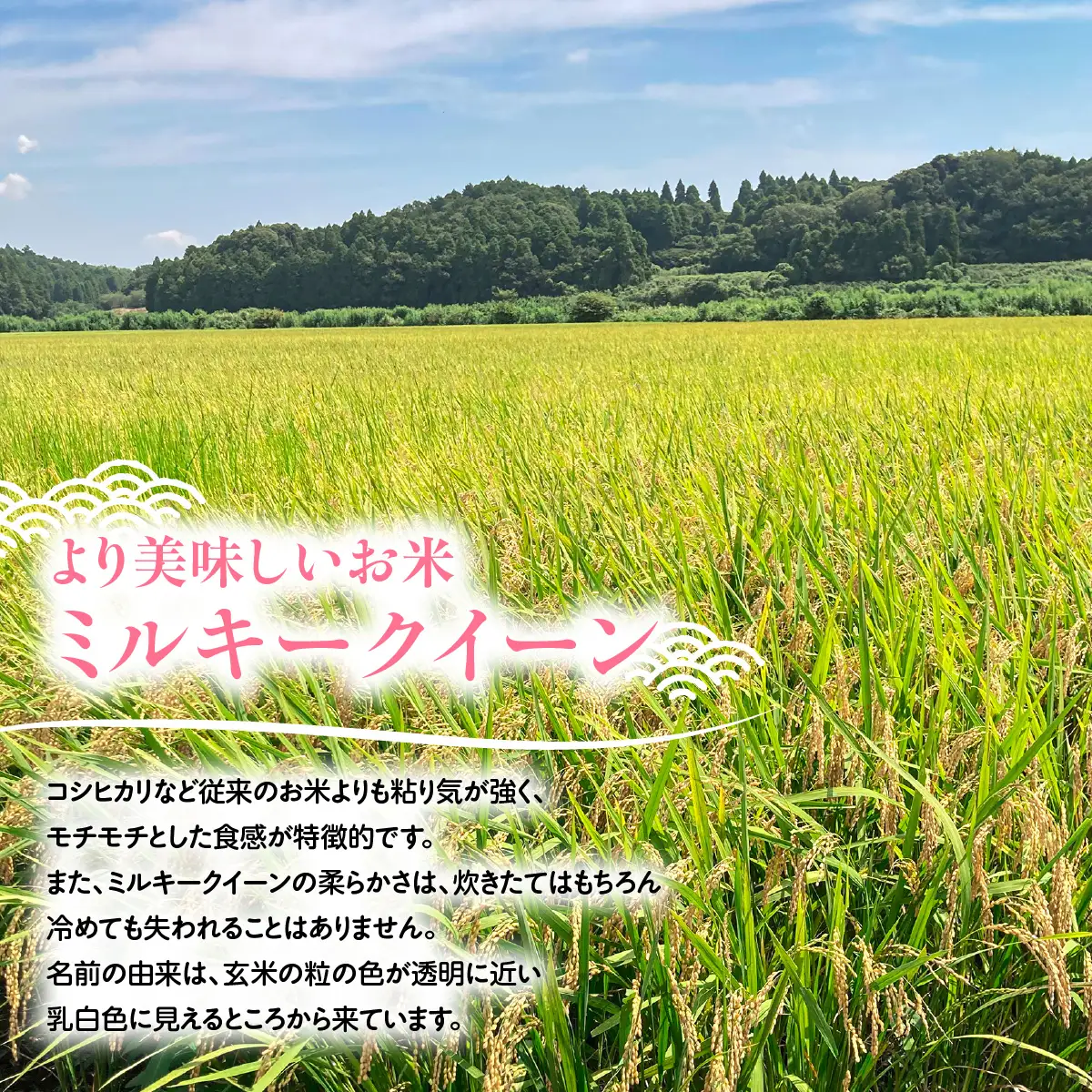 【先行予約2026年10月上旬から発送開始】ミルキークイーン　15㎏（5㎏×3袋）令和8年産 【 ふるさと納税 人気 おすすめ ランキング 米 精米 白米 お米 ミルキークイーン 千葉県 山武市 送料無料 】SMBX002