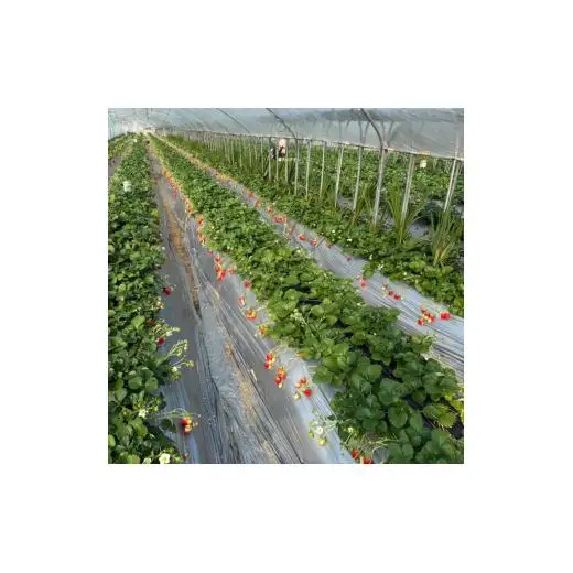 産地直送　匝瑳市産いちご　15粒入り×1箱