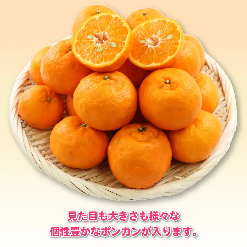 ポンカン 8kg 訳あり ぽんかん 杉本屋 先行予約 B015-143020