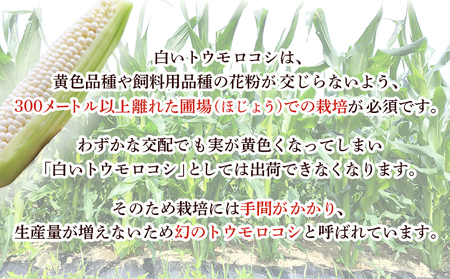 【先行予約】＜朝霧（あさぎり）コーン 12本＞ 国産 雪の妖精 ホワイトコーン 白い 白 とうもろこし 幻のとうもろこし 生で食べられる 甘い 糖度が高い 朝霧コーン 野菜 株式会社ノムランド 愛媛県 西予市【冷蔵】『2026年7月より順次出荷予定』NNM0002