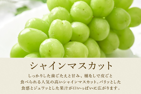 【 2025年 先行予約 】 シャインマスカット と 種なし ぶどう 1.5kg 石田ぶどう園 ぶどう 詰合せ ブドウ 国産 果物 葡萄 フルーツ 1.5キロ 9月 10月 発送 秋 旬 品種 茨城県産 産地直送 産直 農家直送 冷蔵 茨城県 石岡市 (A02-017)