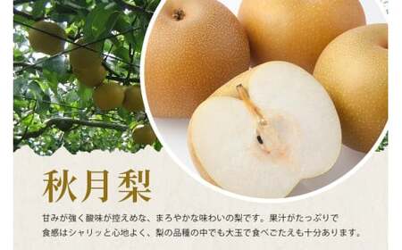 【 2025年 先行予約 】 秋月梨 3L～5L（二段10kg）梨 約 20玉 ～ 28玉 品種 秋月 あきづき なし ナシ 果物 フルーツ 大玉 3L 4L 5L サイズ 10キロ 9月 10月 発送 秋 旬 産地直送 農家直送 産直 国産 くだもの 甘い 茨城県産 茨城県 石岡市 送料無料 (A15-004)