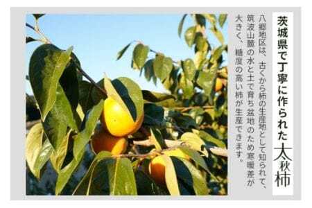 【 2025年 先行予約 】 太秋柿 2L 12玉 坂川果樹園 柿 甘い柿 大玉 かき 太秋カキ 甘い 果物 フルーツ くだもの カキ 太秋かき 秋 旬 甘柿 糖度 贈答用 贈答品 ギフト 贈り物 品種 ブランド 10月 11月 発送 産地直送 農家直送 産直 茨城県 石岡市 (A20-004)