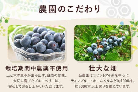 【 2026年 先行予約 】元気に育った ブルーベリー 600g 生 ( 300g 2パック ) 農薬 栽培期間中 不使用 果物 フルーツ 新鮮 手摘み 国産 産地直送 農家直送 産直 個包装 小分け くだもの スムージー ジャム ヨーグルト デザート 茨城 茨城県 石岡市 (A11-001)