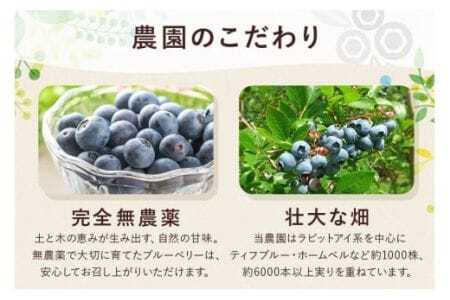 【 2026年 先行予約 】元気に育った ブルーベリー 1.2kg 生 ( 300g 4パック ) 農薬 栽培期間中 不使用 果物 フルーツ 新鮮 1.2キロ 手摘み 国産 産地直送 農家直送 産直 個包装 小分け くだもの スムージー ジャム ヨーグルト デザート 茨城 茨城県 石岡市 (A11-002)