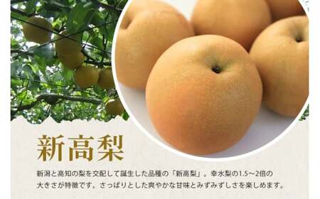 【 2025年 先行予約 】 新高梨 5L～6L（二段10kg）梨 約 16玉 ～ 20玉 品種 新高 にいたか なし ナシ 果物 フルーツ 大玉 6L 5L サイズ 10キロ 9月 10月 発送 秋 旬 産地直送 農家直送 産直 国産 くだもの 甘い 糖度 茨城県産 茨城県 石岡市 (A15-002)