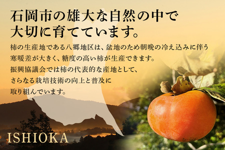 【数量限定】【時期限定】【石岡市限定】紫峰煌 6玉 富有柿 柿 かき 富有カキ 約 1.8kg 数量限定 果物 フルーツ くだもの 秋 旬 高級 贈答用 贈答 ギフト 贈り物 しほうのきらめき 希少 品種 ブランド 11月 12月 発送 産地直送 農家直送 産直 茨城県 石岡市 (A21-006)
