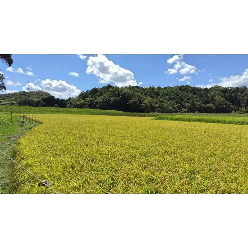 京都 丹後産コシヒカリ（玄米5kg）農家直送 こしひかり