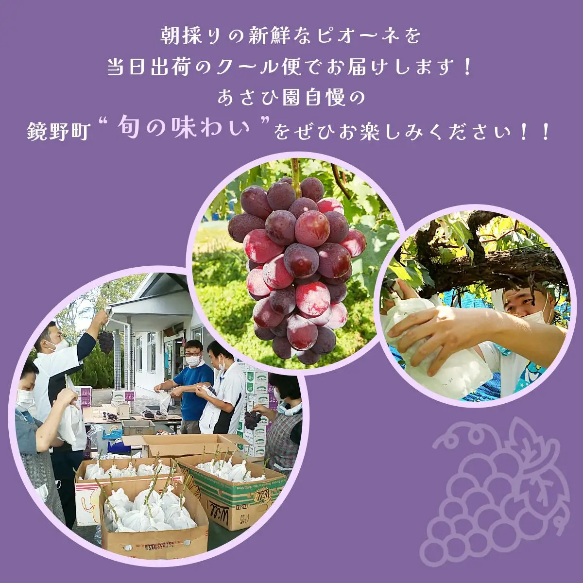 【2026年先行予約】［あさひ園］の朝採れピオーネ 1.2kg以上（2房入り）