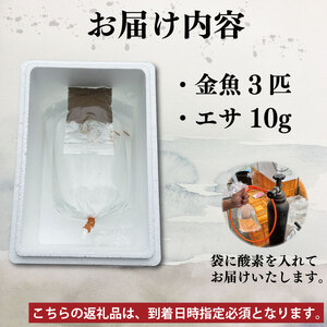金魚 3色 ミックス 3匹 金魚【 金魚 】