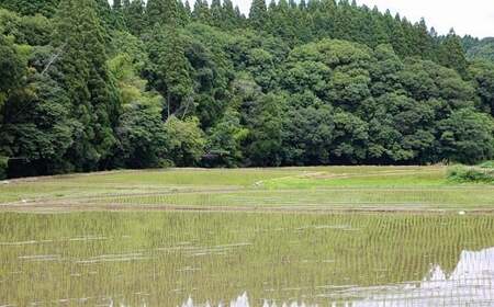 【令和8年産】大蛇の瞳 白米 4kg 《11月上旬-6月末頃出荷》精米 熊本県 南関町産 単一原料米 コシヒカリ 産地直送 コメ お米 ごはん