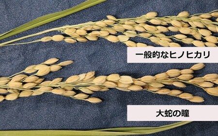 【5回定期便】【令和8年産】大蛇の瞳 白米 10kg×5回 《お申込み翌月から出荷》精米 熊本県 南関町産 単一原料米 ヒノヒカリ 産地直送 コメ お米 ごはん