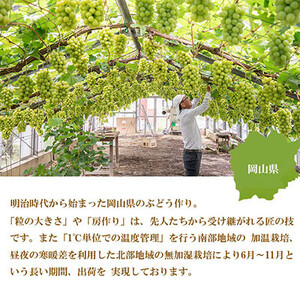 【2026年8月下旬より発送】岡山県産 シャインマスカット 晴王 1.5kg(3房～6房) 岡山県産 シャインマスカット