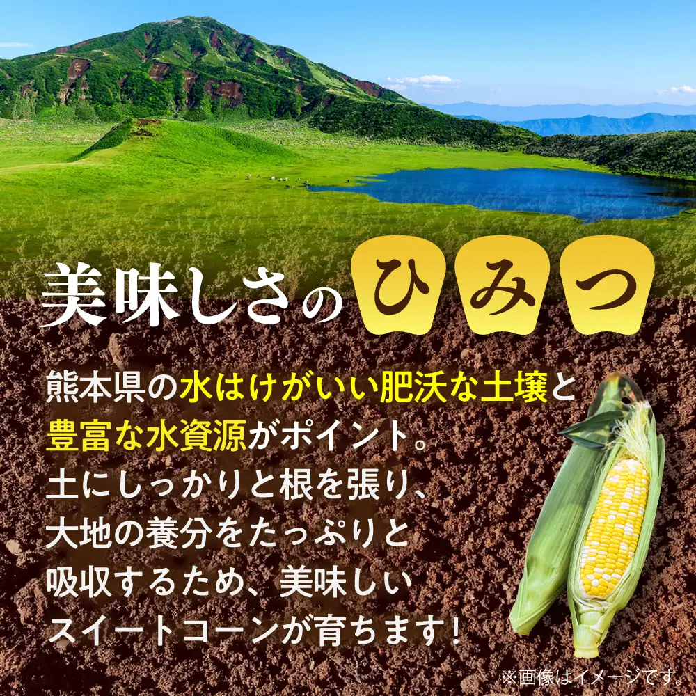 【先行予約】【2027年5月下旬より順次発送】スイートコーン ドルチェドリーム 約4kgBHCJ002 とうもろこし とうもろこし