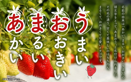 【2027年 3月発送】【アフター対応】特別栽培あまおう 約300g×4パック イチゴ 苺 いちご ※北海道・沖縄・離島配送不可