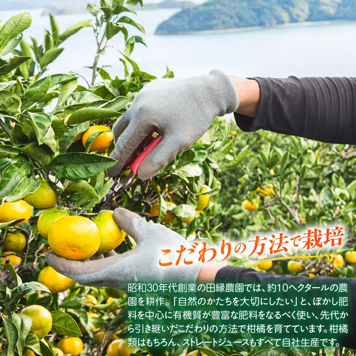 【先行予約】【数量限定】田縁農園の河内晩柑約7kg ※離島への配送不可 （2027年4月10日より順次発送） IKTA020