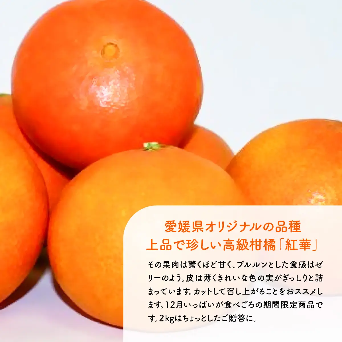 【先行予約】紅華（生果）約5kg （2026年12月上旬より順次発送） IKTF015