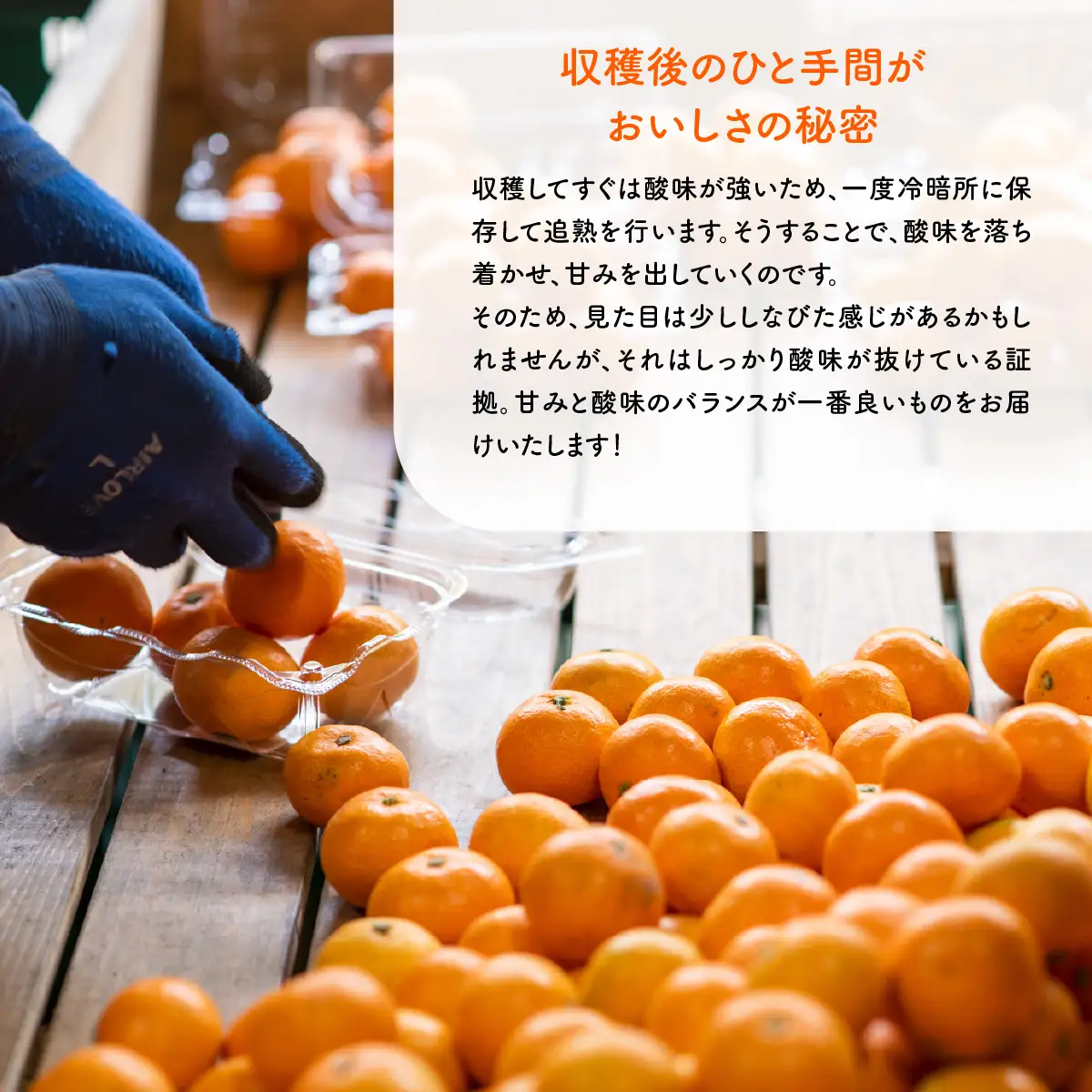 【先行予約】産地直送！愛媛県産ぽんかん 5kg（2027年1月上旬より順次発送） IKTF016