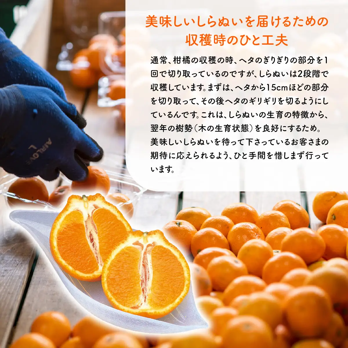 【先行予約】産地直送！愛媛県産しらぬい（不知火） 5kg（2027年2月中旬より順次発送） IKTF017