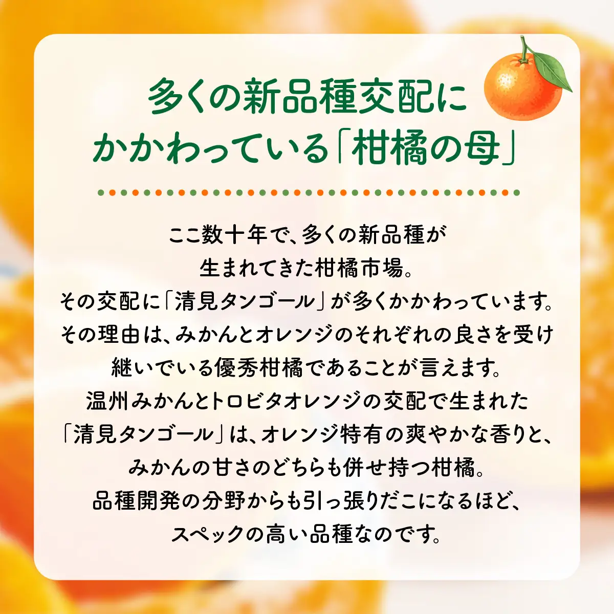 【先行予約】産地直送！愛媛県産清見タンゴール 5kg（2027年2月上旬より順次発送） IKTF022