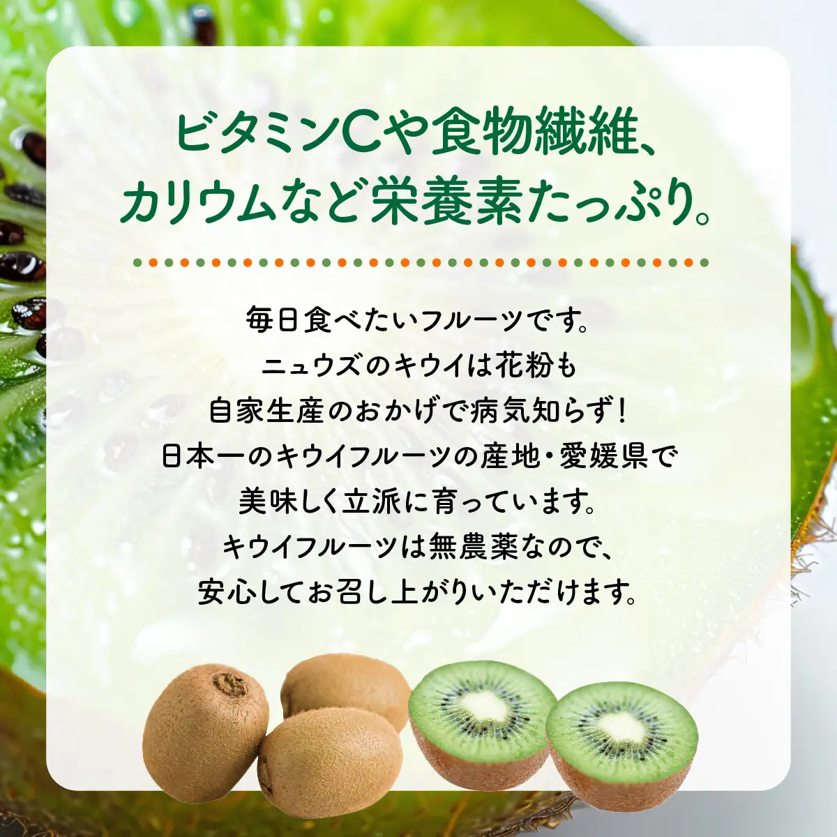 【先行予約】キウイフルーツ（生果）3kg（2026年11月上旬より順次発送） IKTF024