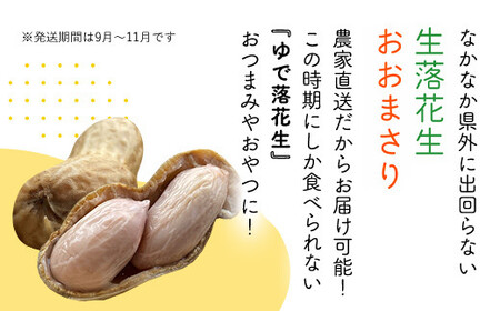 【先行予約・新豆 】【栽培期間中農薬不使用】千葉県産 大粒 農家直送！「生落花生」おおまさり３kg　【 ふるさと納税 人気 おすすめ ランキング 皮付き 殻付き ピーナッツ ピーナツ 落花生 千葉県 富里市 送料無料 】TML010