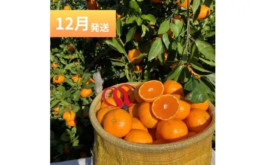 【定期便全3回】数見農園自慢の 柑橘定期便 /  果物 柑橘 由良町 フルーツ くだもの 産地直送 和歌山 数量限定 ミカン ゆら早生 温州みかん きよみ 清見オレンジ【kzmn-tkb002】
