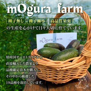 フィンガーライム　70g【0094-003】岐阜県 可児市 果物 果実 新時代 国産 ｷｬﾋﾞｱﾗｲﾑ 森のｷｬﾋﾞｱ ﾌﾙｰﾂｷｬﾋﾞｱ ﾌﾞｯｼｭｷｬﾋﾞｱ 希少 柑橘 ｶﾙﾊﾟｯﾁｮ ﾛｰｽﾄﾋﾞｰﾌ ｱｲｽ ｶｸﾃﾙ 炭酸 ﾄｯﾋﾟﾝｸﾞ ﾌﾙｰﾂ 希少 